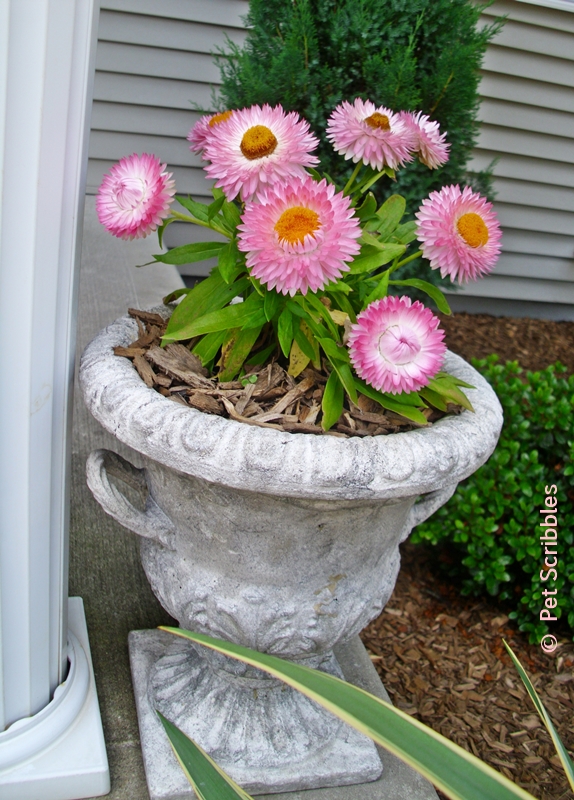 strawflowers in container