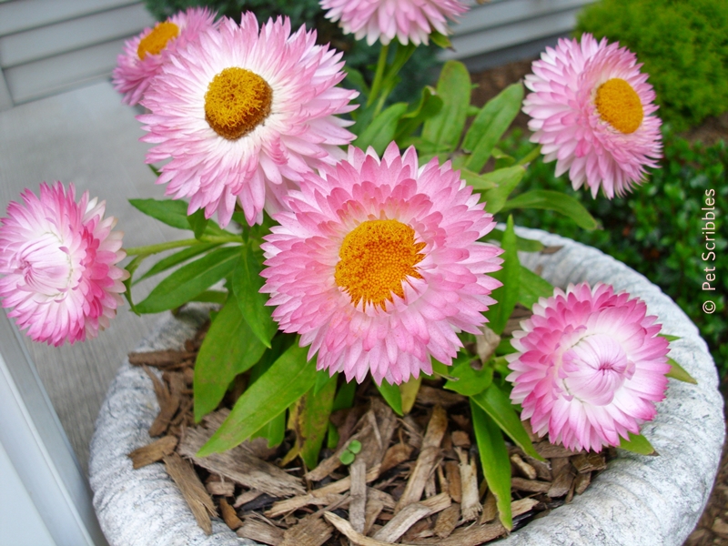 pink strawflowers in a small decorative urn