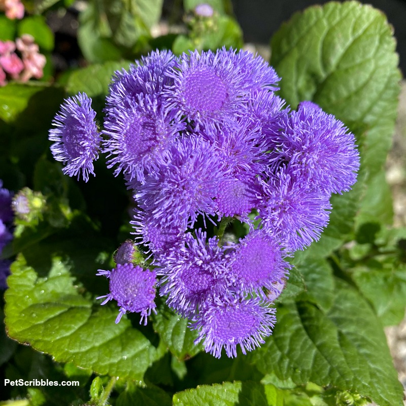 Ageratum flowers