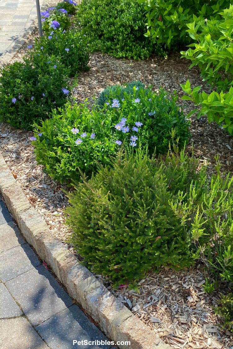 ageratum, blue star kalimeris and kramer's red winter heath