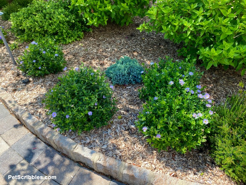 false asters beginning to bloom