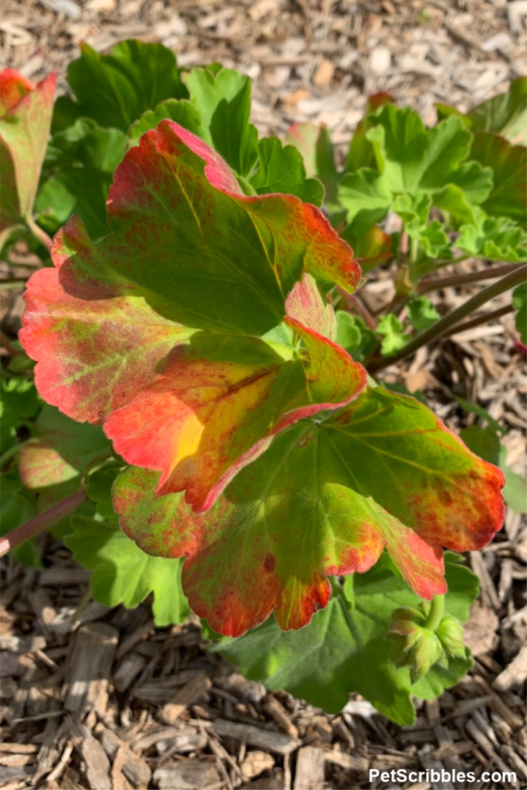 annual geranium with red leaves from too much water