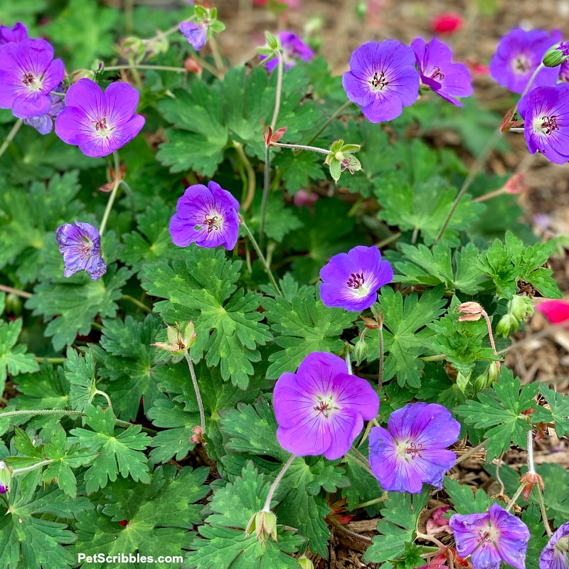 Geranium Rozanne flowers