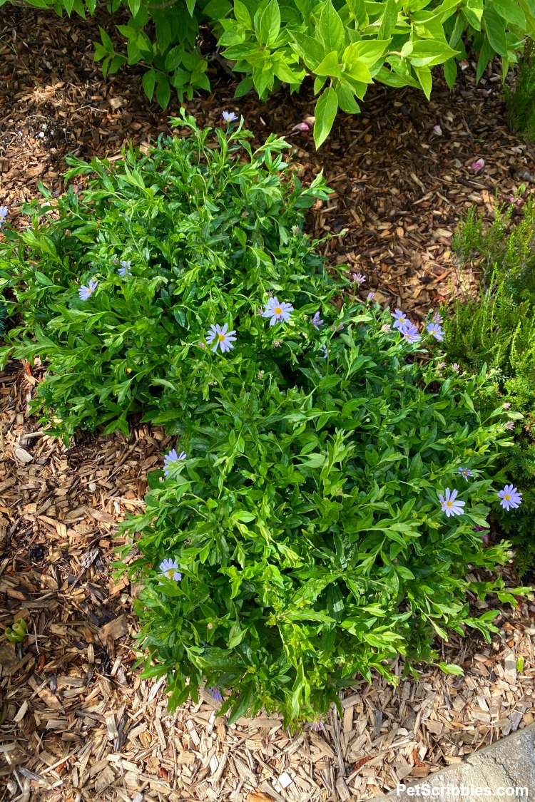 Kalimeris are heat and humidity-loving perennials