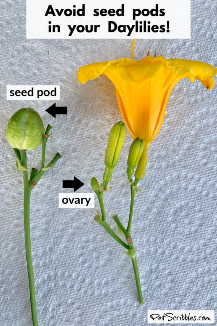 how to prevent seed pods on Daylilies