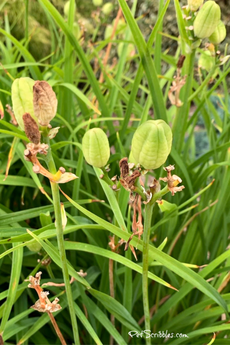 how to remove Stella D'Oro Daylily seed pods, shown here