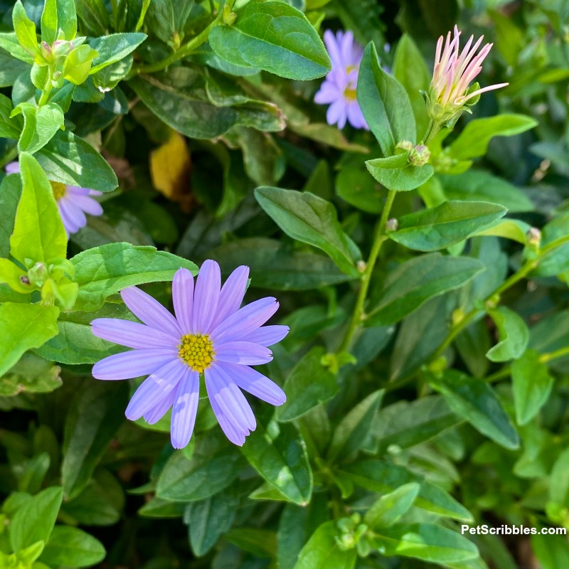 kalimeris false aster