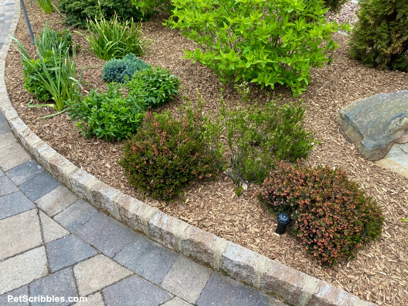 low shrubs and perennials