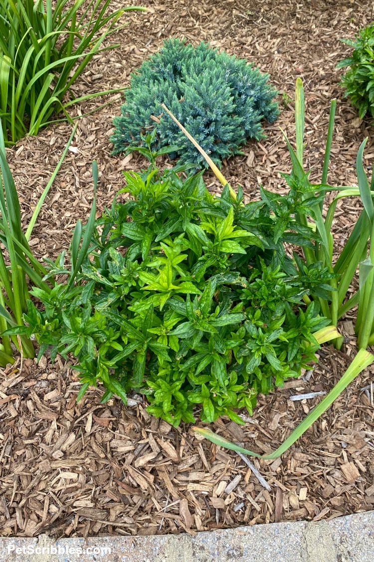 newly planted blue star kalimeris