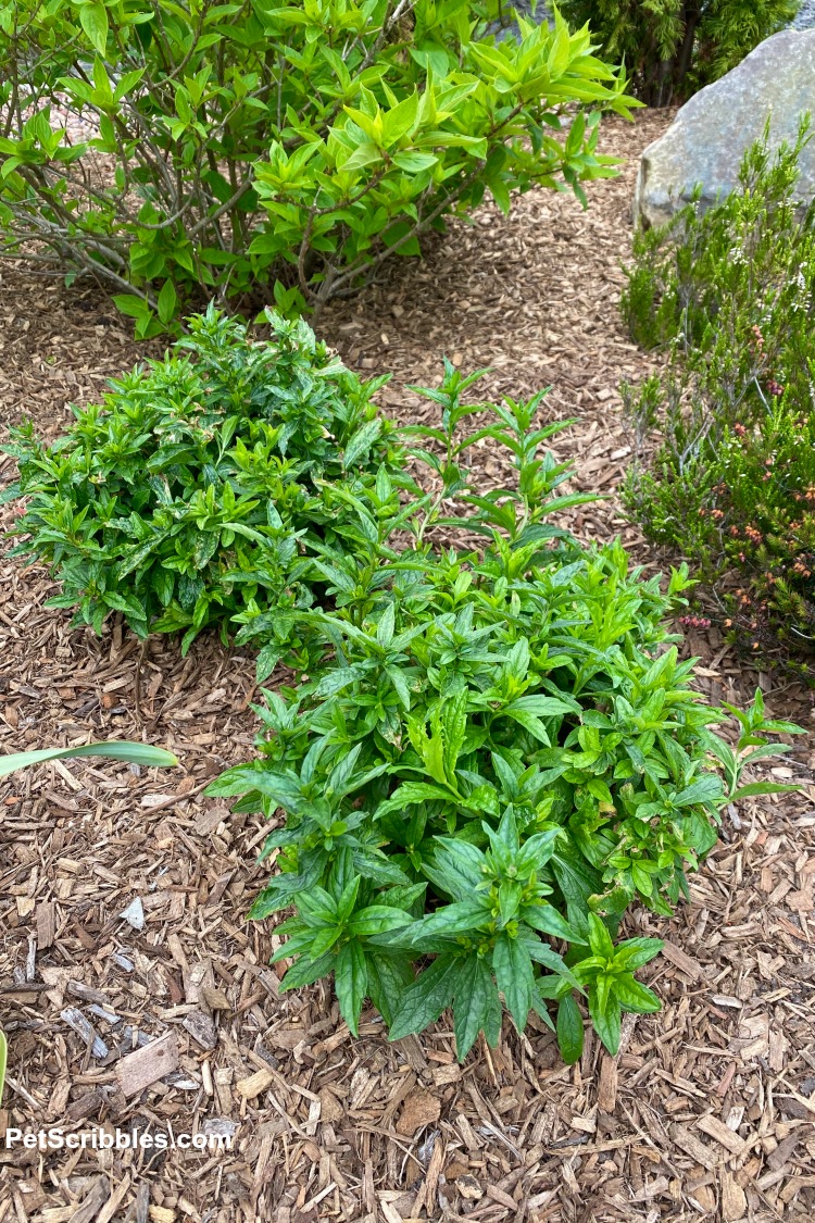 newly planted kalimeris perennials