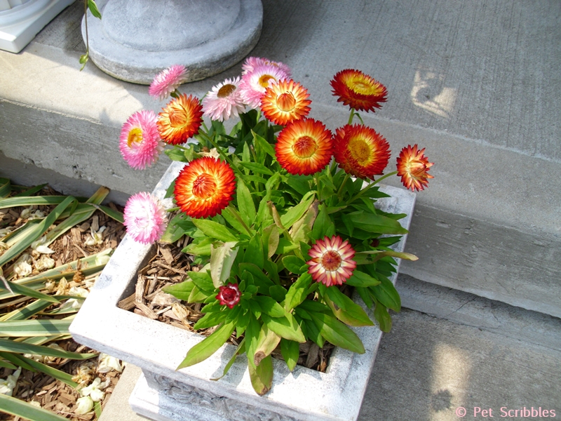 orange and pink strawflowers