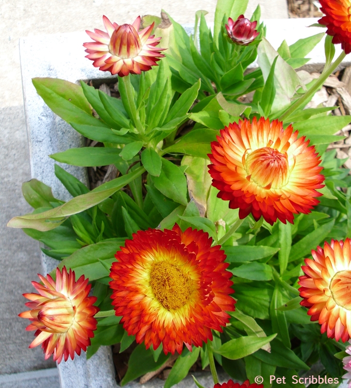 orange strawflowers