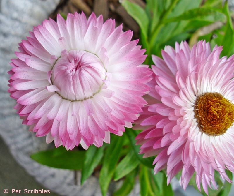 pink stawflowers