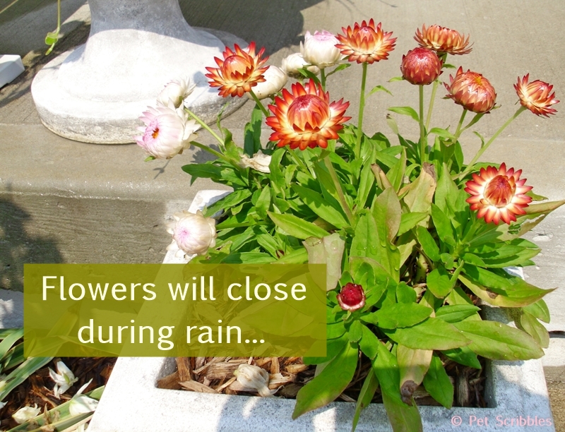 Strawflowers will close up their petals during rain.