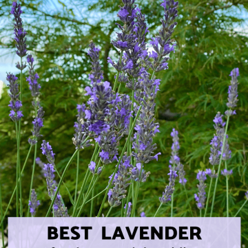 best lavender for heat and humidity