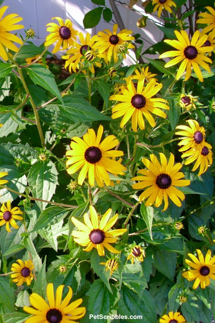 Black Eyed Susans Rudbeckia fulgida Goldsturm flowers