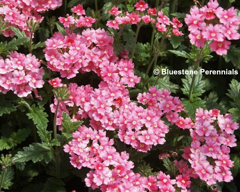 Bluestone Perennials Verbena Apple Blossom perennial flowers