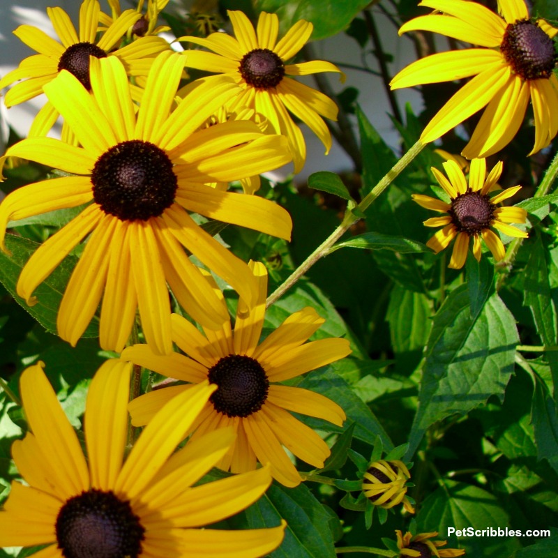 Rudbeckia fulgida Goldsturm Black Eyed Susans