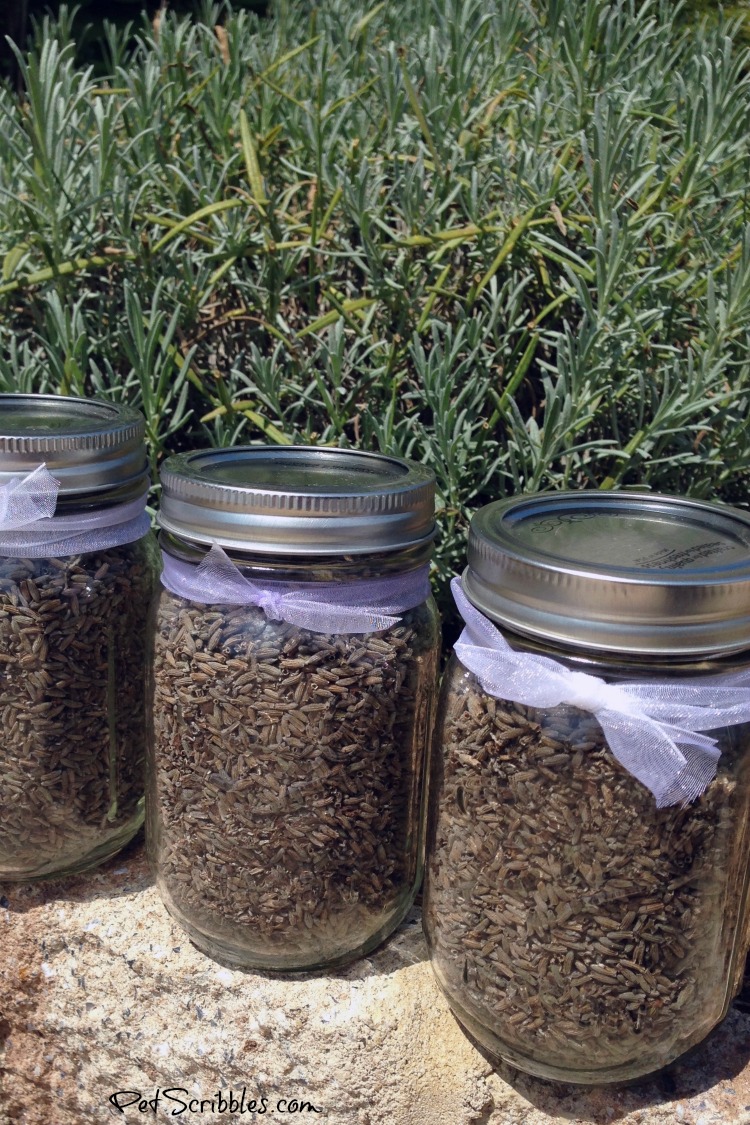 dried lavender in mason jars with ribbon