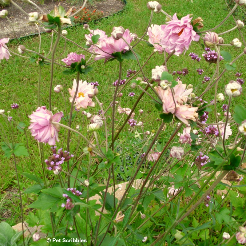 Japanese anemones and Verbena bonariensis