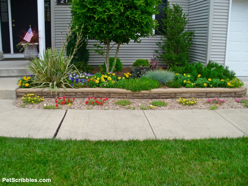 portulaca, just one month after planting