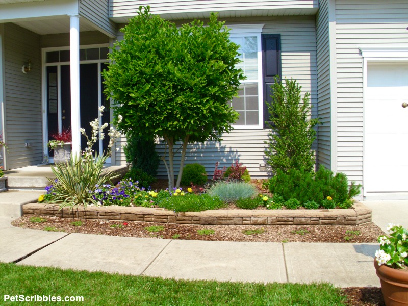 just planted portulaca in June