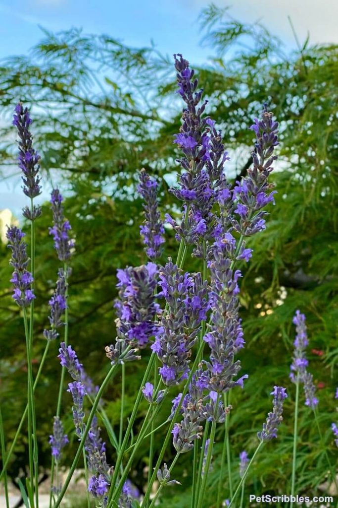 Lavender Phenomenal perennial flowers