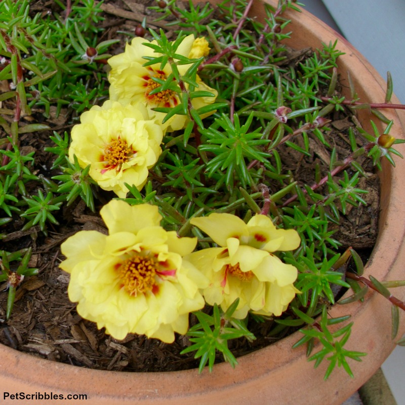 Lemon Portulaca double-flower variety