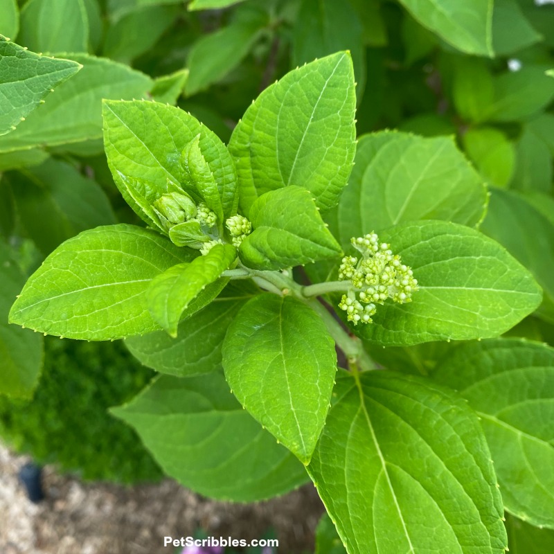 Limelight Hydrangea Tree flower buds