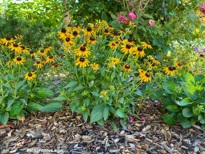 Little Goldstar Black Eyed Susan flowers