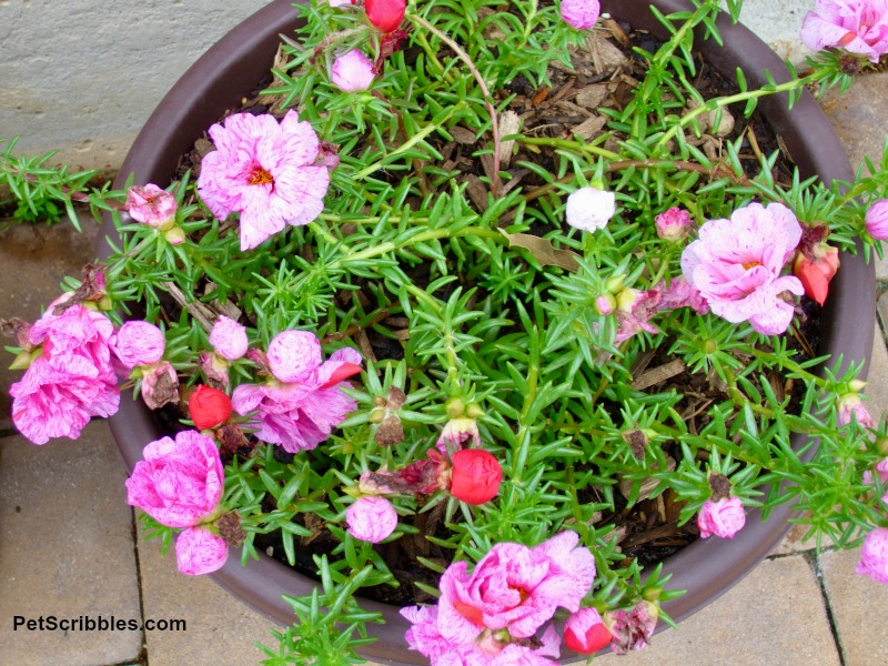 Peppermint Portulaca in a pot container