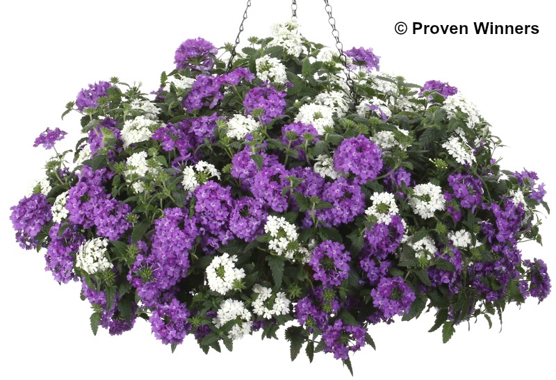 Proven Winners Superbena Verbena Hybrids (annuals)