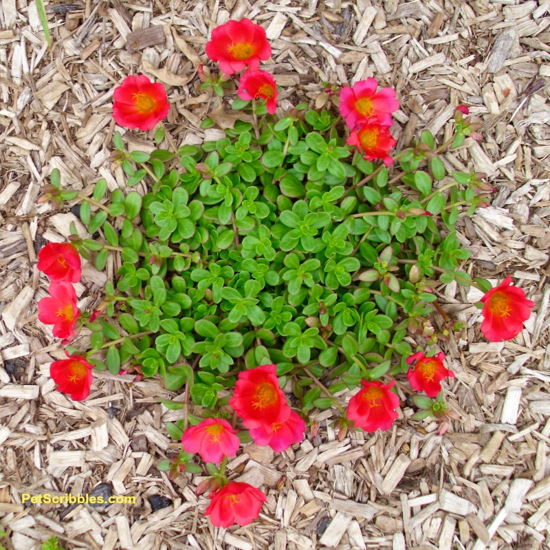 red single-flower portulaca