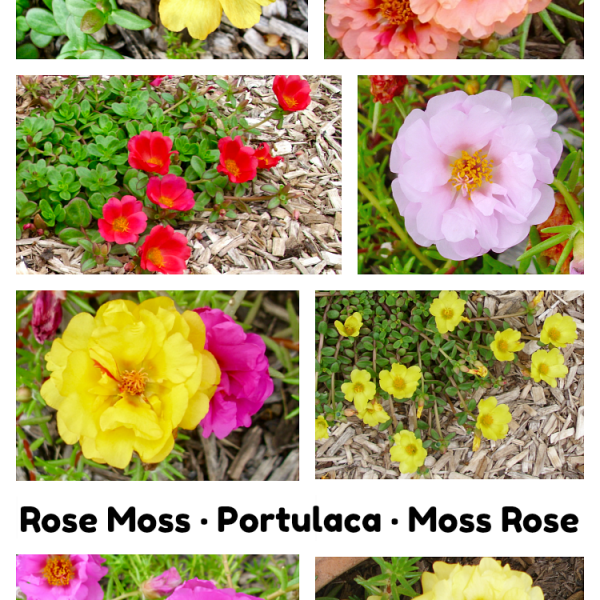Rose Moss, Portulaca, Moss Rose photo collage of flowers