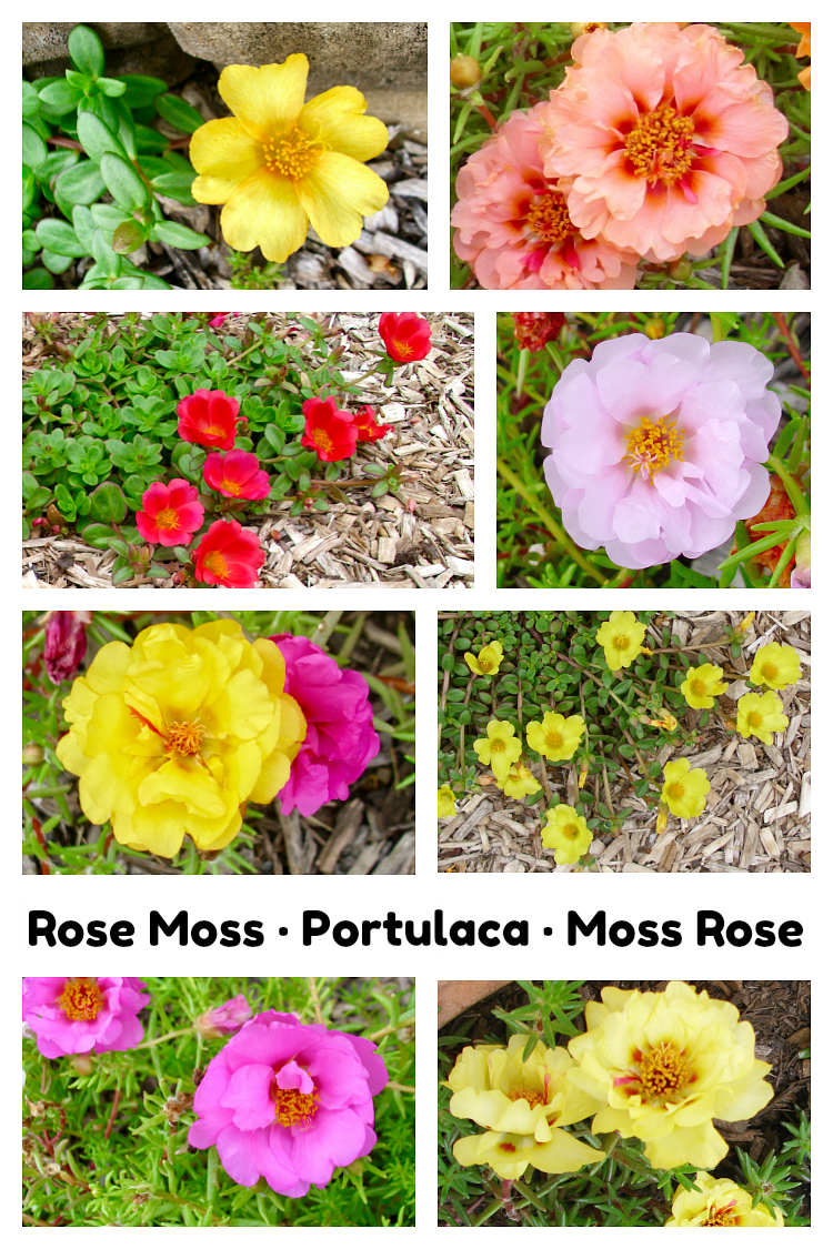 Rose Moss, Portulaca, Moss Rose photo collage of flowers