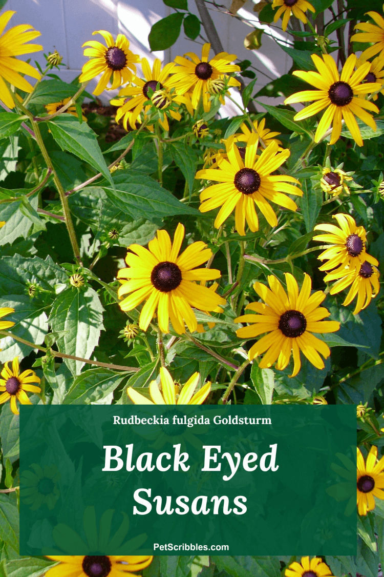 Rudbeckia fulgida Goldsturm perennial flowers