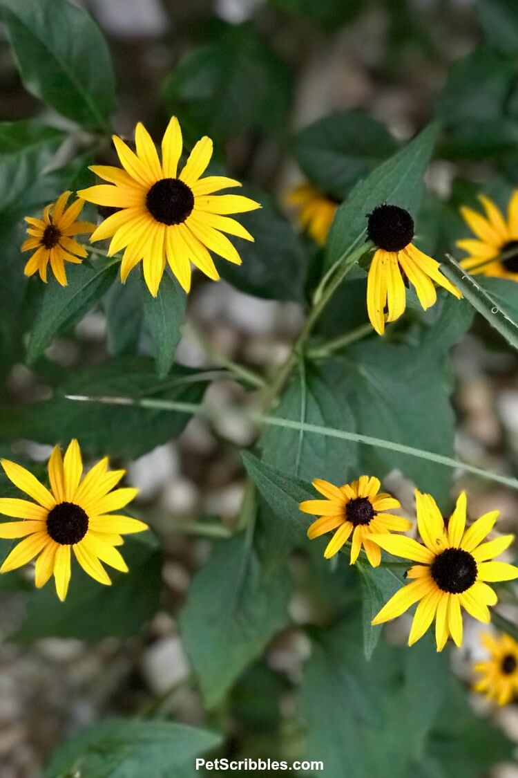 Rudbeckia fulgida Goldsturm black eyed susans