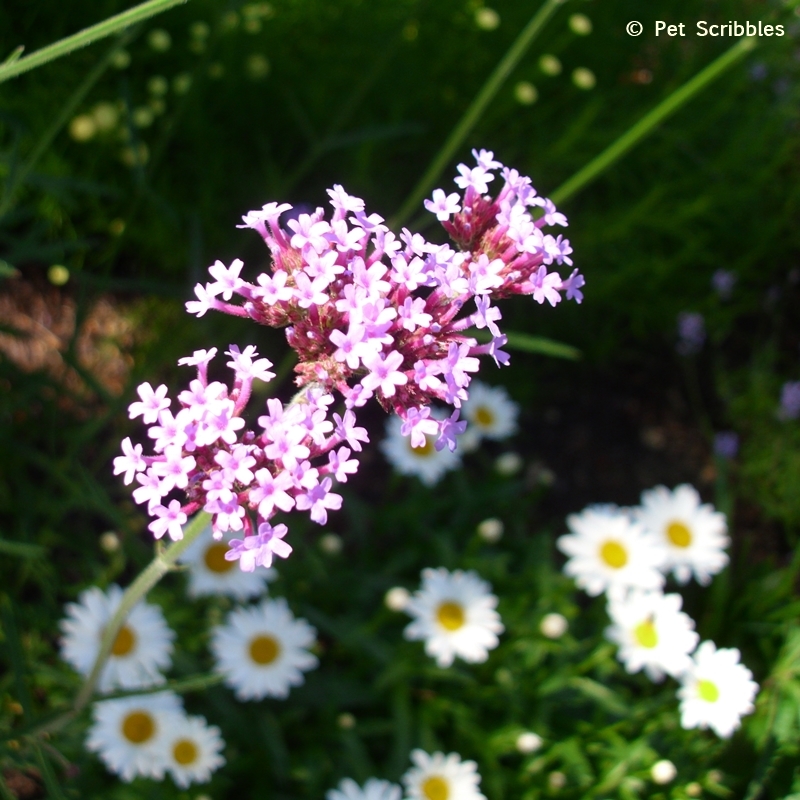 Verbena and Shasta Daisies in the garden