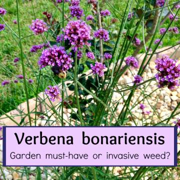 Verbena bonariensis in the garden