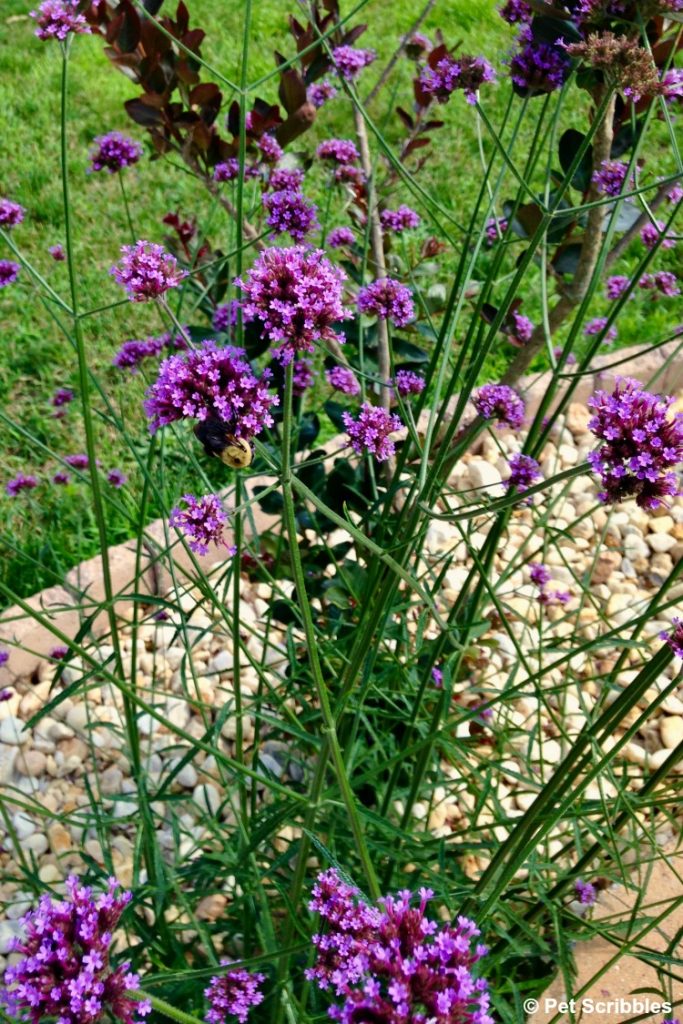 Verbena bonariensis garden musthave or invasive weed? Garden Sanity by Pet Scribbles