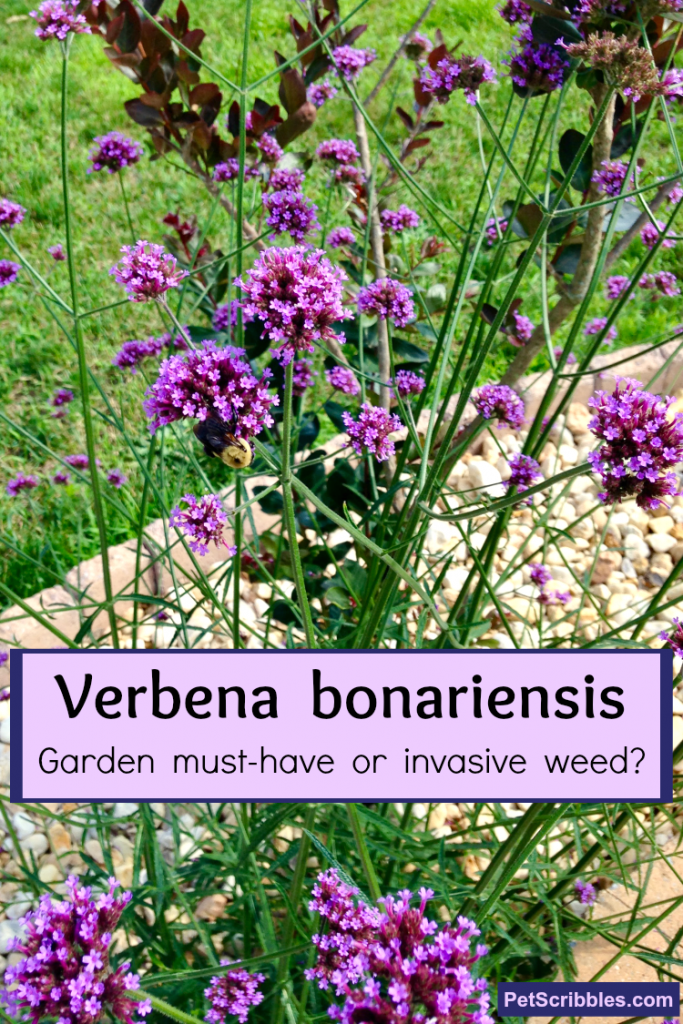 Verbena bonariensis in the garden