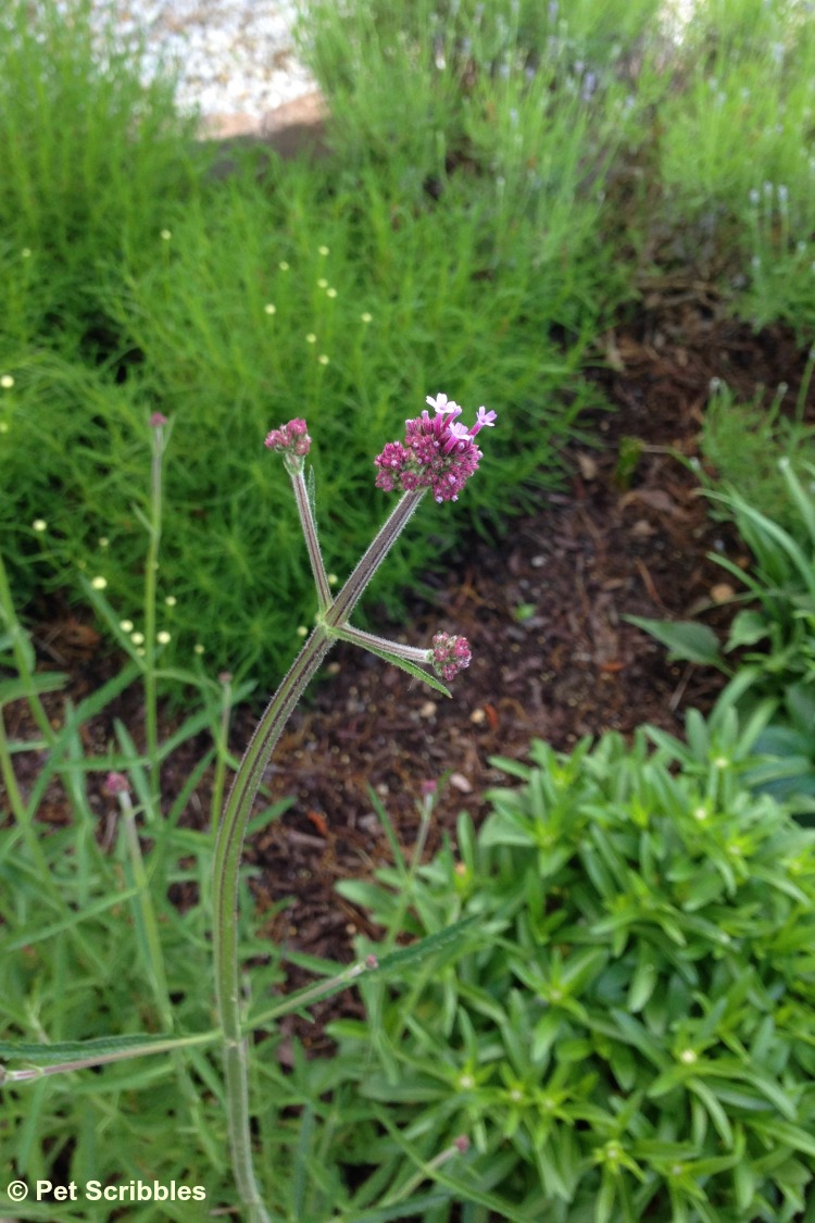 Verbena bonariensis flower buds