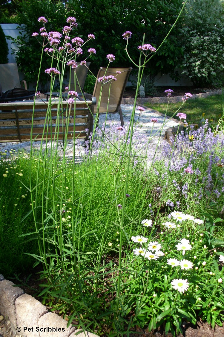 Verbena bonariensis flowering in June