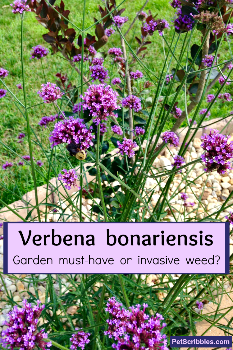 Verbena bonariensis in the garden