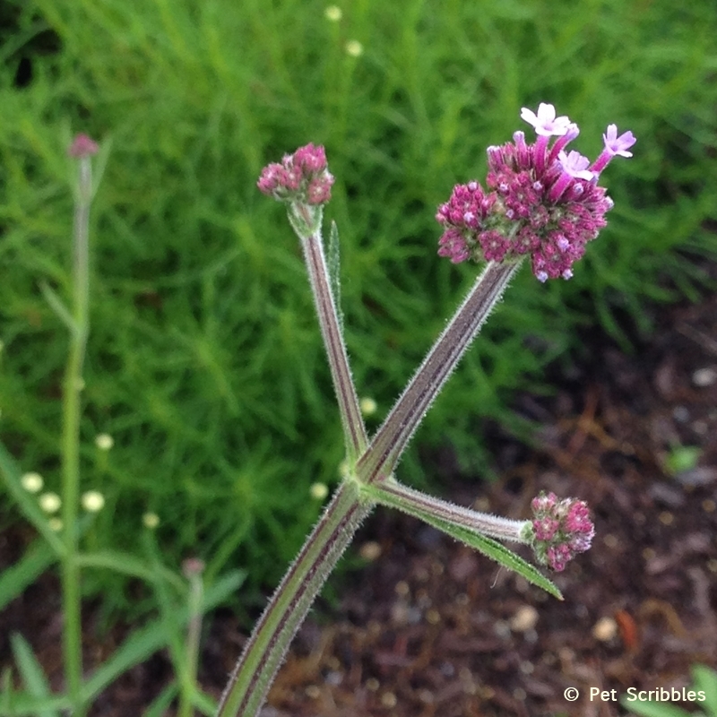 Verbena flower buds opening