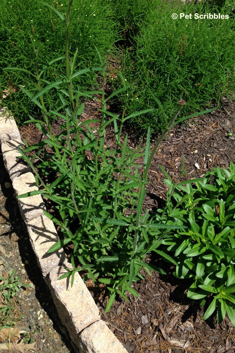 Verbena bonariensis perennials in Spring