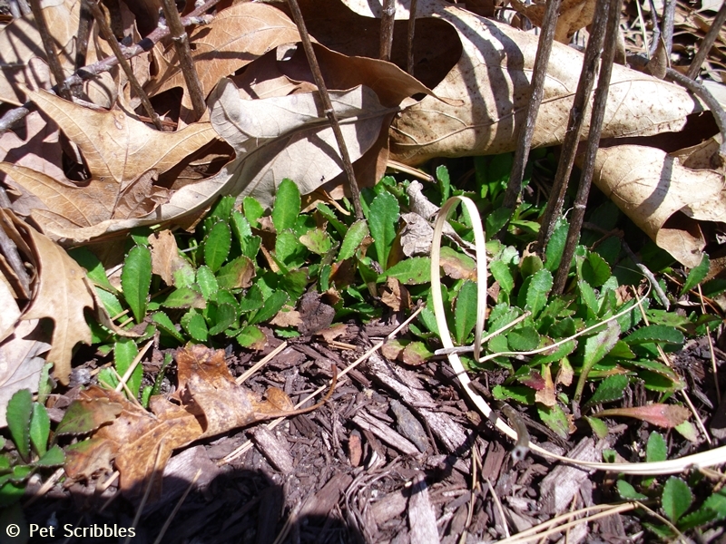 verbena seedlings in early Spring