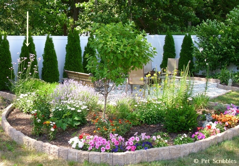 Verbena bonariensis in a Summer perennial garden