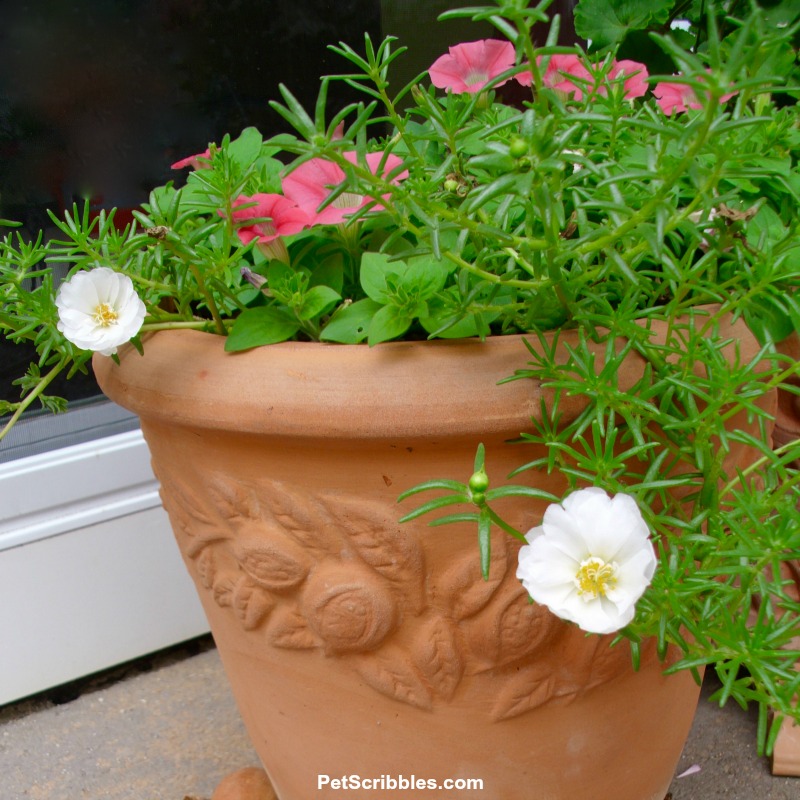 white portulaca with petunias in terracotta pot