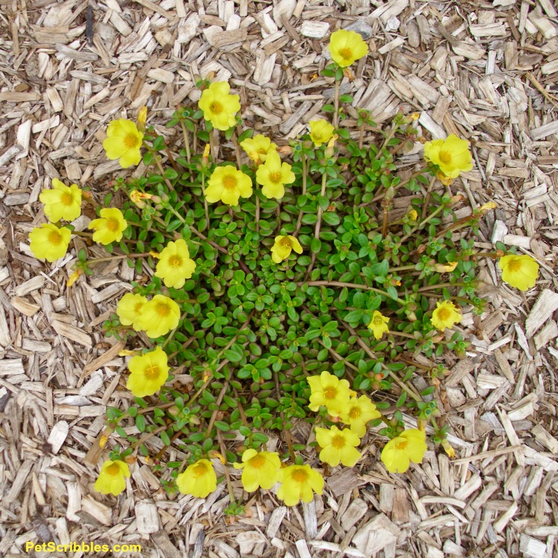 Yellow Single-Flower Portulaca in the garden